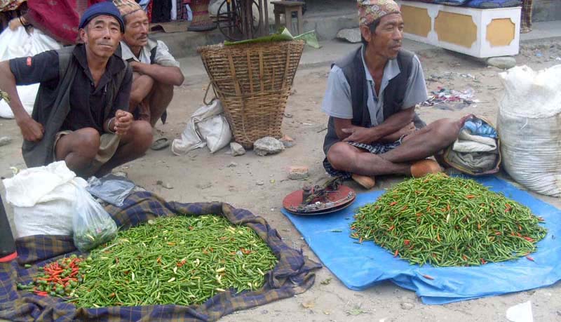 खुर्सानीमा आत्मनिर्भर बन्दै उदयपुरको बेलका