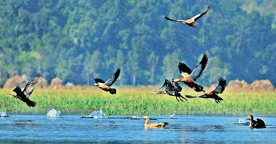 शुक्लाफाँटा राष्ट्रिय निकुञ्ज क्षेत्रमा जलपक्षी गणना सुरु