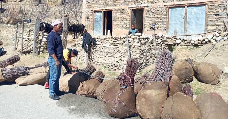 जुम्ली किसान स्याउका बिरुवा बाहिरी जिल्ला निर्यात गर्दै