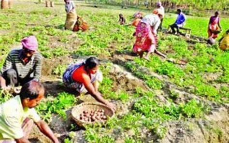 दोबामा बालीको मूल्य र विभेद नगरी ज्याला निर्धारण