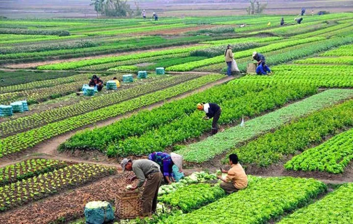 कृषिमा आत्मनिर्भर बन्न सामुदायिक फार्म सञ्चालन