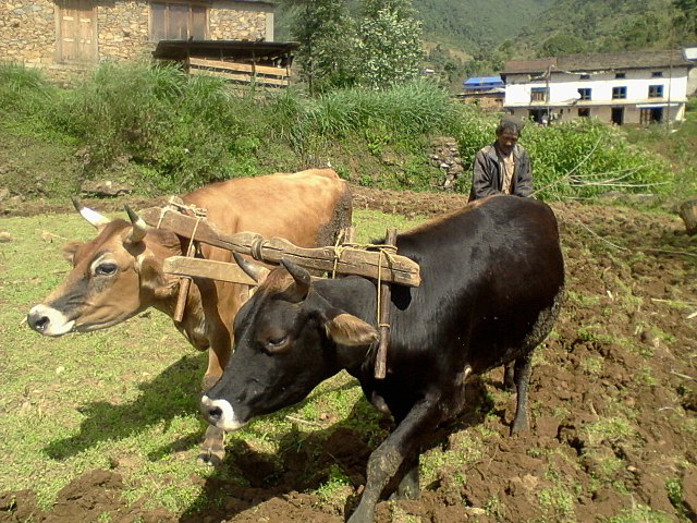 हलगोरु पाल्ने किसानलाई १० हजार अनुदान