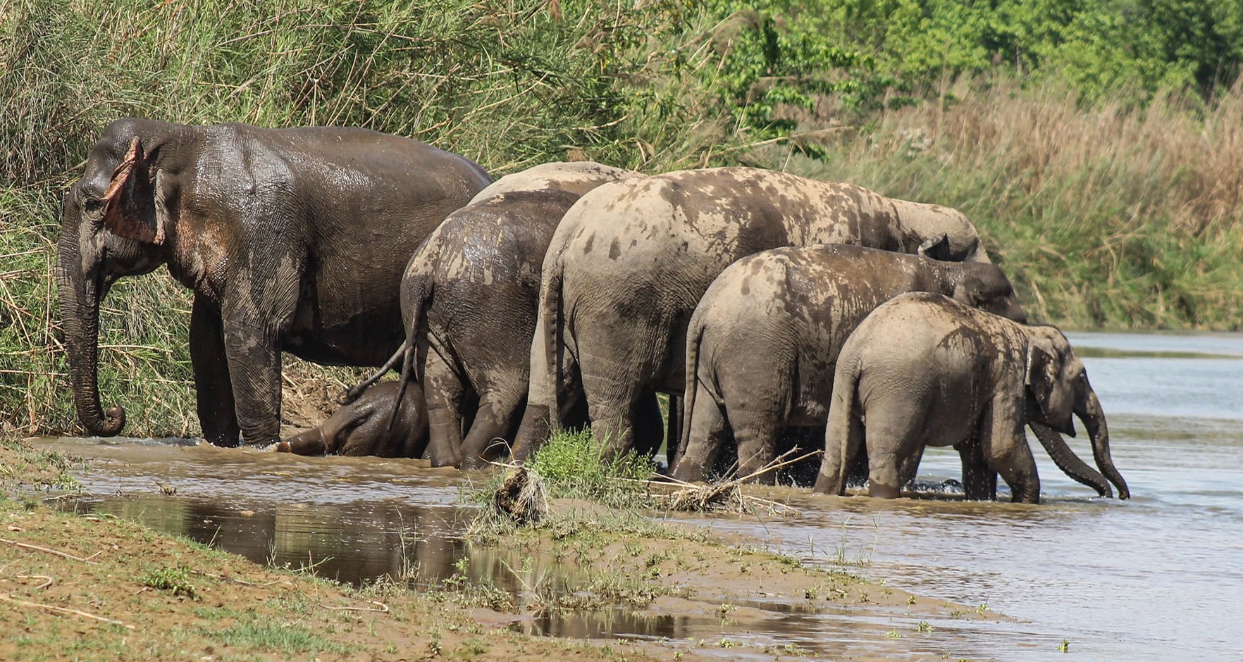 बाली खाने र भौतिक सम्पत्ती नष्ट गर्दा वन्यजन्तु र मानवबीच द्वन्द्व बढ्दै