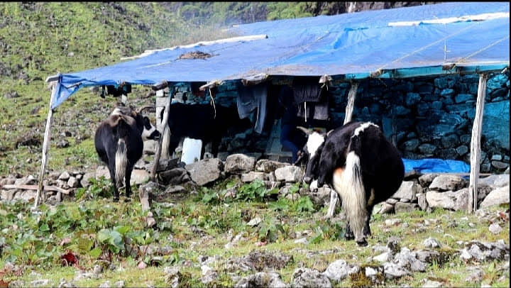 बीमा र अनुदानले चौँरीपालक किसान उत्साहित, ५३ लाख रुपैयाँ अनुदान