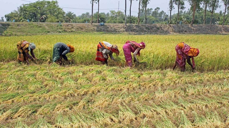 मतदाता रिझाउने नयाँ शैलीः किसानको खेतमा धान काटेर सहयोग गर्दै प्रत्यासी