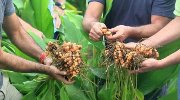 व्यावसायिक बेसार खेतीले कृषकको आर्थिक सुधार, वार्षिक ७ लाखभन्दा बढी आम्दानी