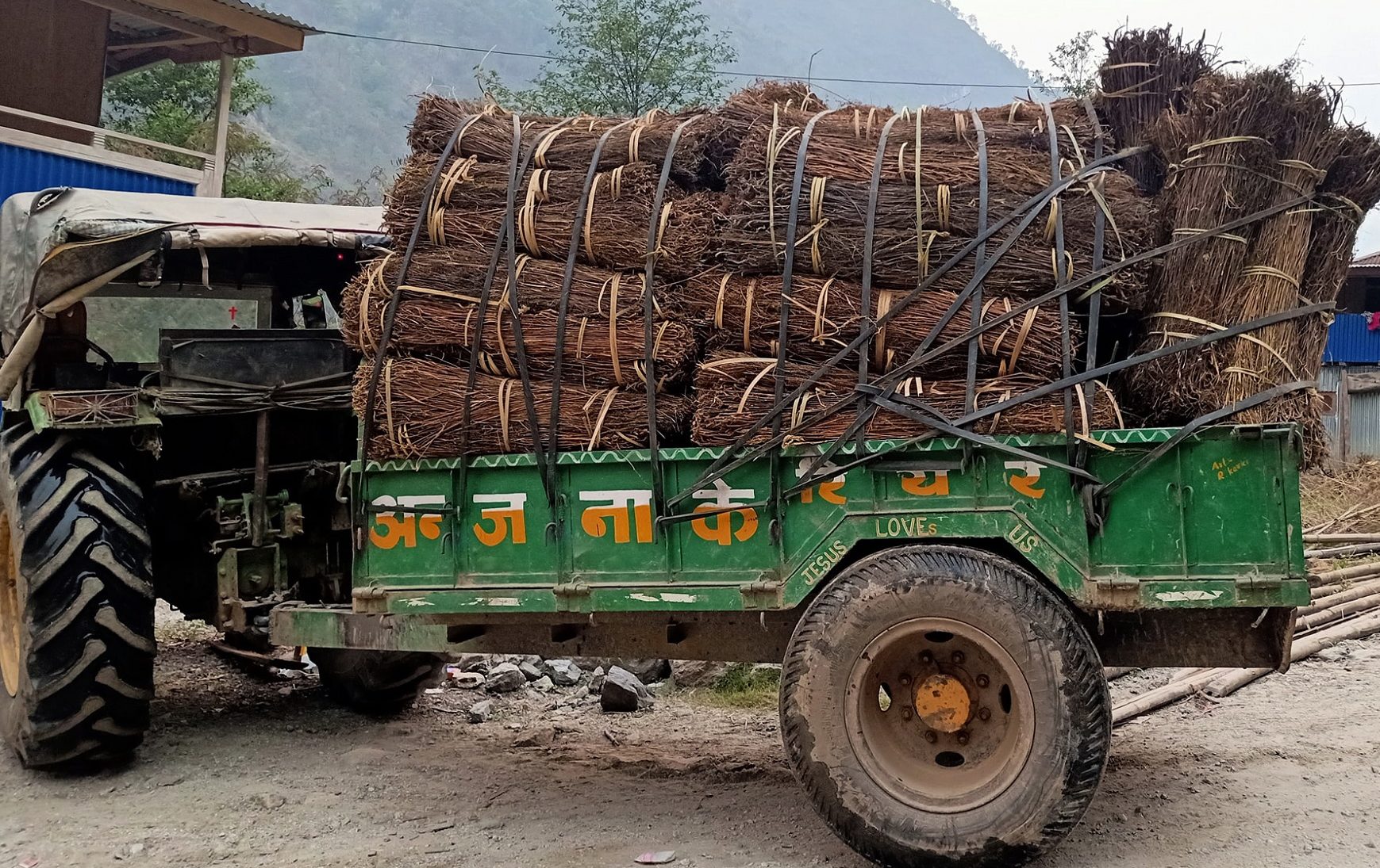 नेपालमा कूल उत्पादनको ९० प्रतिशत चिराइतो विदेश निर्यात, माग बढ्दो, उत्पादन घट्दो