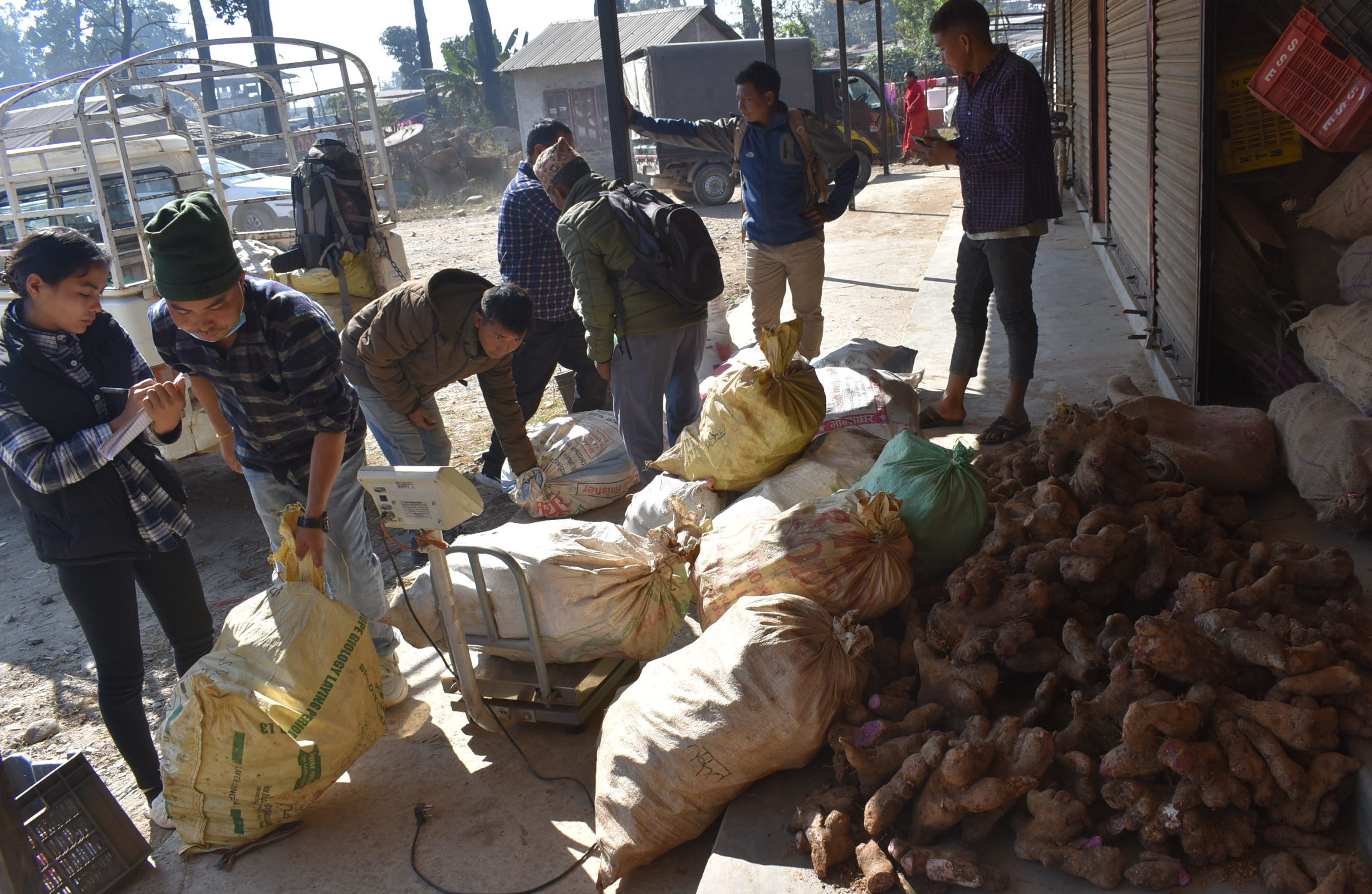 माघे संक्रान्ति नजिकिएसँगै किसानलाई तरुल खन्न र बिक्री गर्न भ्याइ नभ्याइ