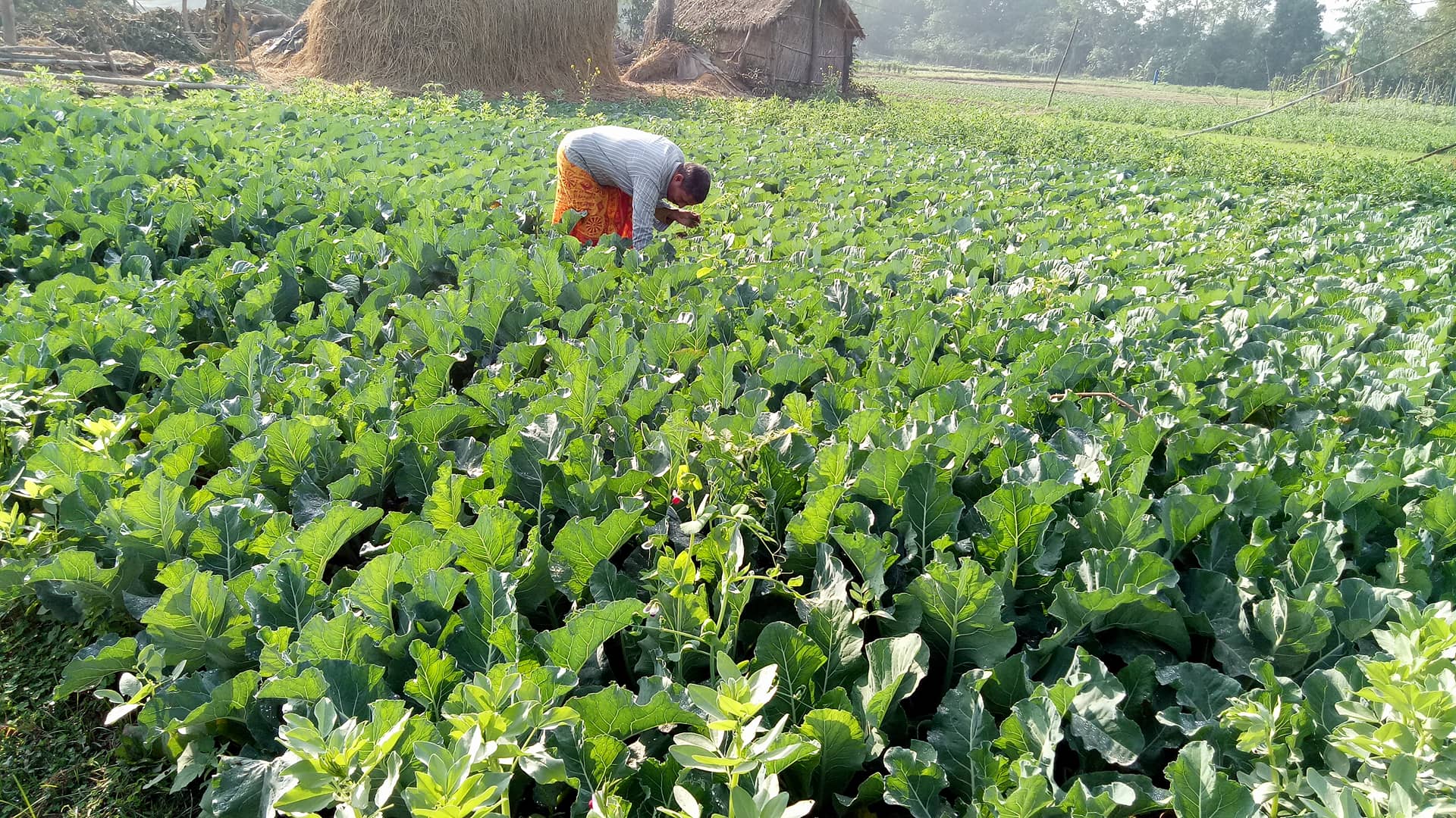 व्यावसायिक तरकारी खेती गर्ने किसानलाई बजार मूल्यको चिन्ता