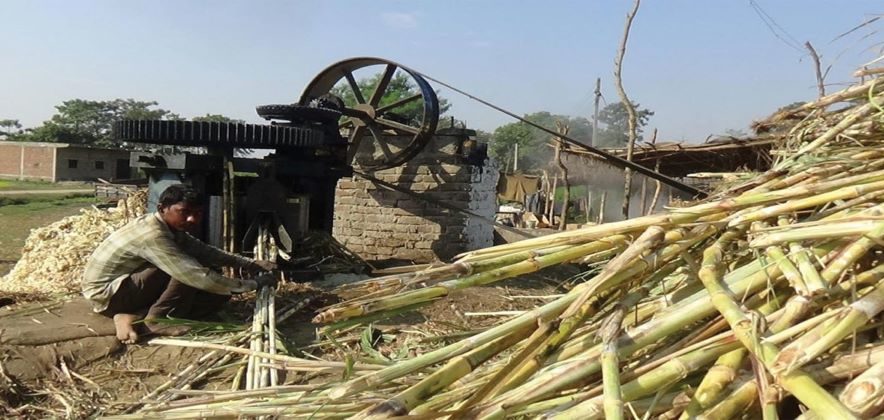 अझै लोकप्रिय छन् उखु पेल्ने कोल,आधुनिक मेसिन विकास भएपनि कोलको महत्व र प्रयोग कायमै