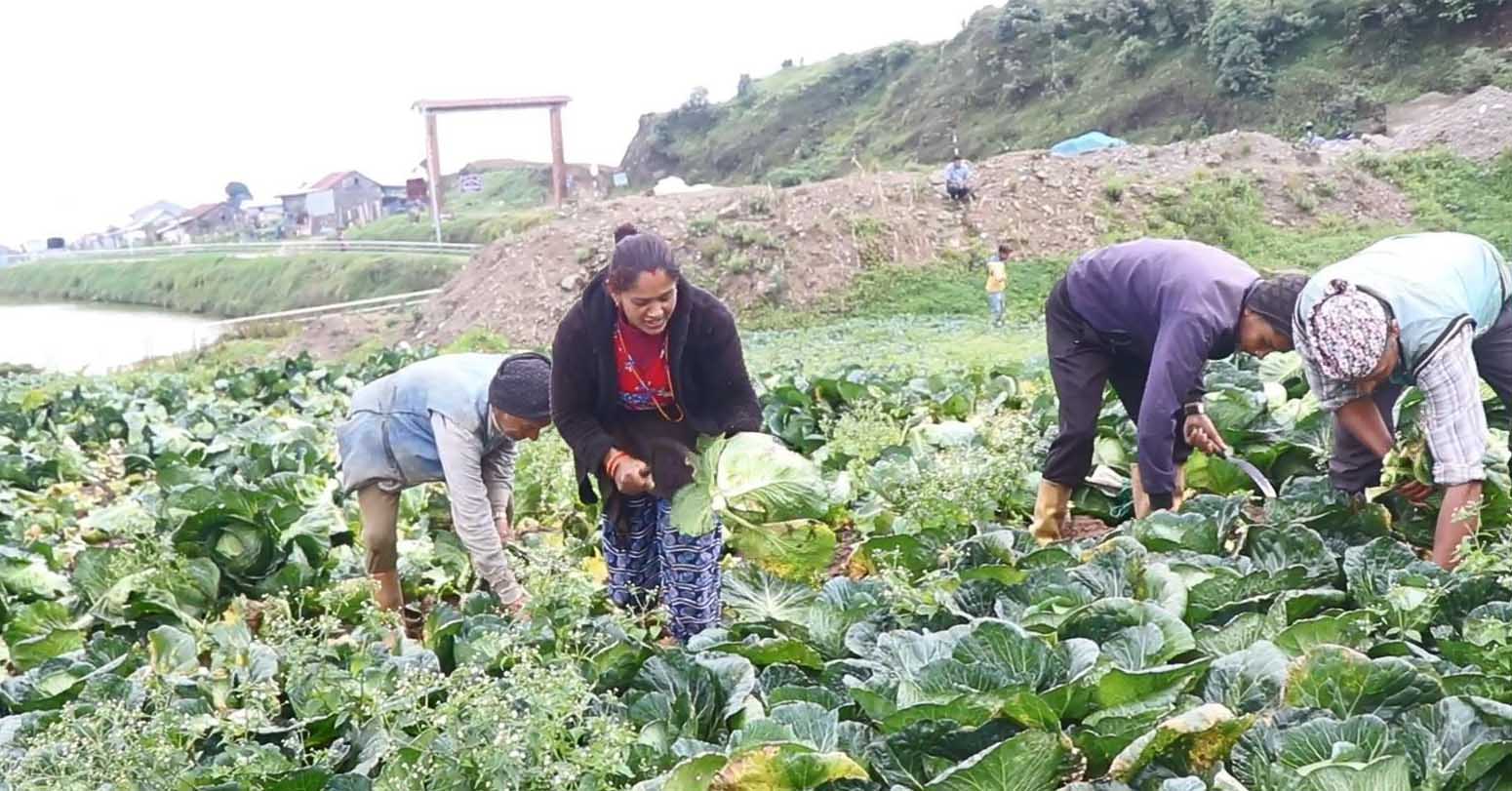 विदेशबाट फर्केर कृषि र पशुपालन व्यवसायमा जुट्दै भोजपुरका युवा