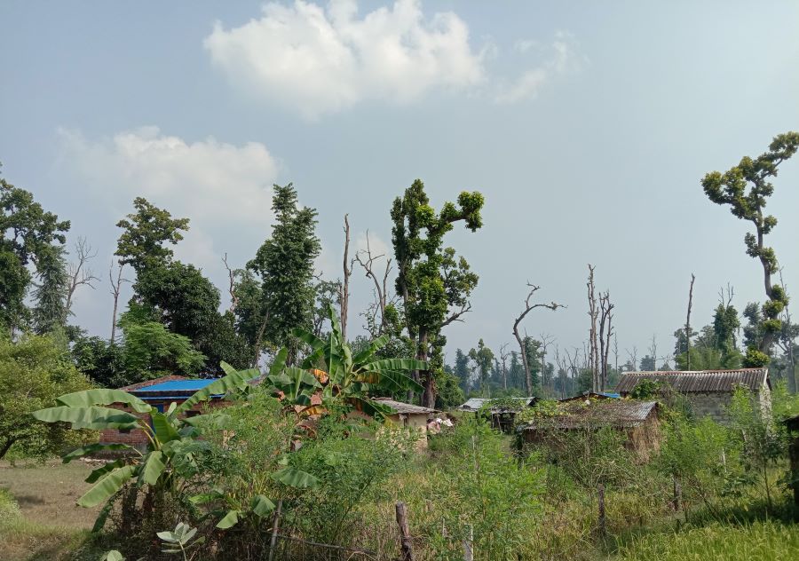 क्याम्पसको जग्गा अतिक्रमण गरेर सयौँ घर निर्माण, सुकेकाे रूखमुनि जोखिमपूर्ण बसाइ