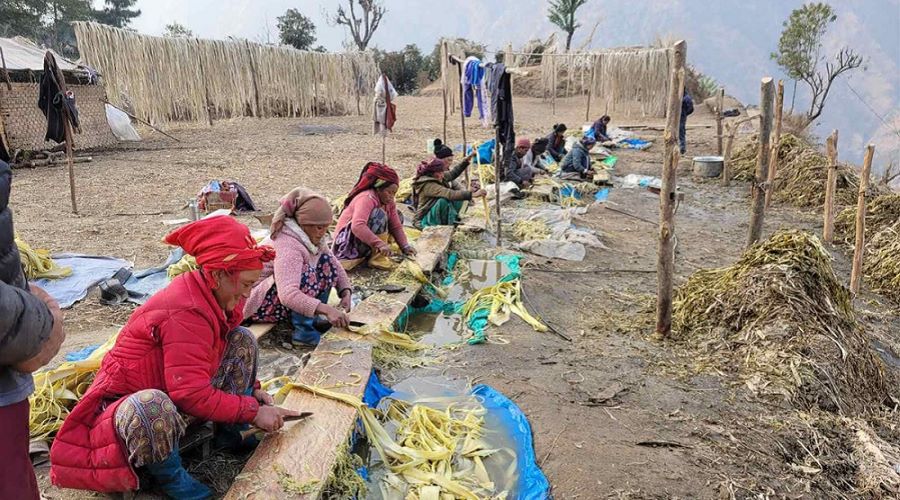 पहाडी क्षेत्रमा कागज बनाउने कच्चा पदार्थको उत्पादन र निर्यात सुरु, प्रतिकिलो ३ सयमा बिक्री