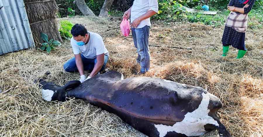 पशु चाैपायमा लम्पी स्किन रोगको महामारी, किसान चिन्तित