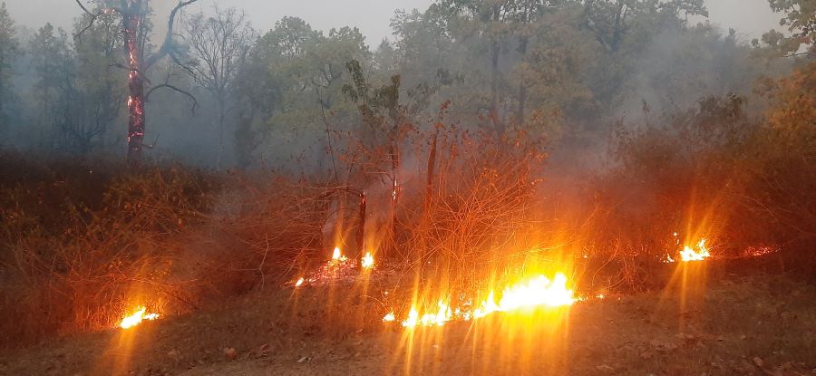 लुम्बिनी प्रदेशमा मात्रै पछिल्लो समय १०८ स्थानका वनमा डढेलो, वन सखाप, स्वास्थ्यमा खराब