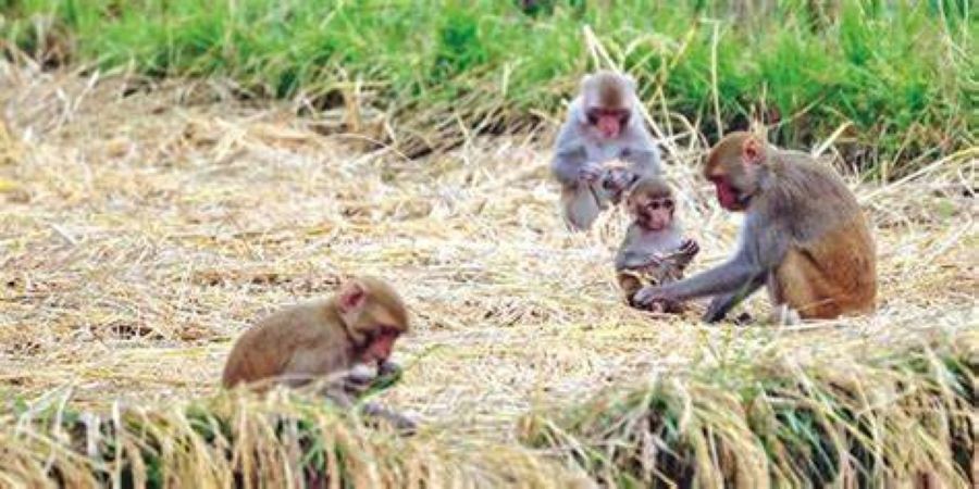 बाँदर आतङ्कले जैमिनी पालिकामा बसाइँसराइ बढ्दै,  रोक्न ‘बाँदर उद्यान’ बनाउन सुरु