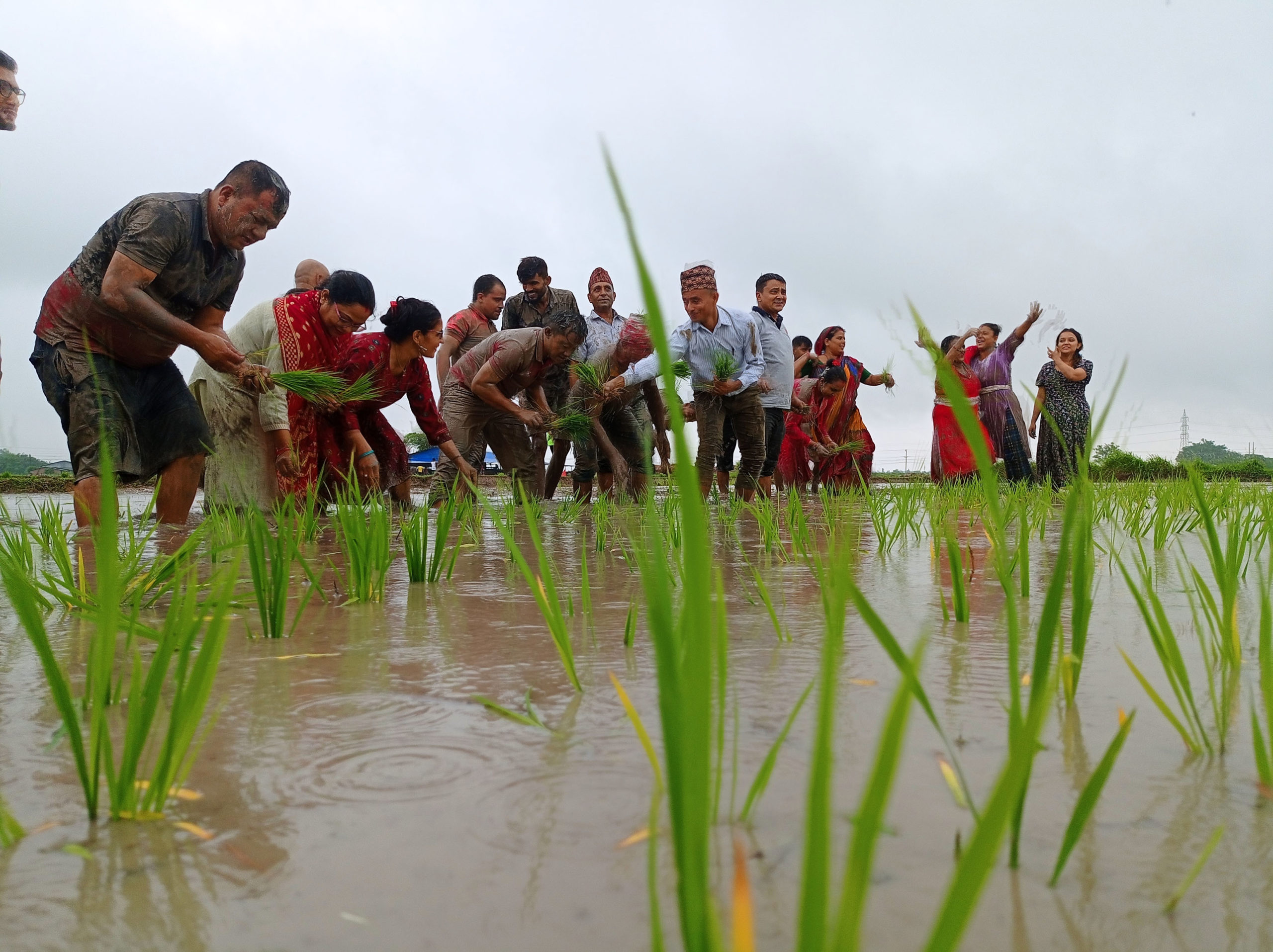 आज धान दिवस, विभिन्न कार्यक्रमका साथ मनाइँदै (फाेटाेफिचर)