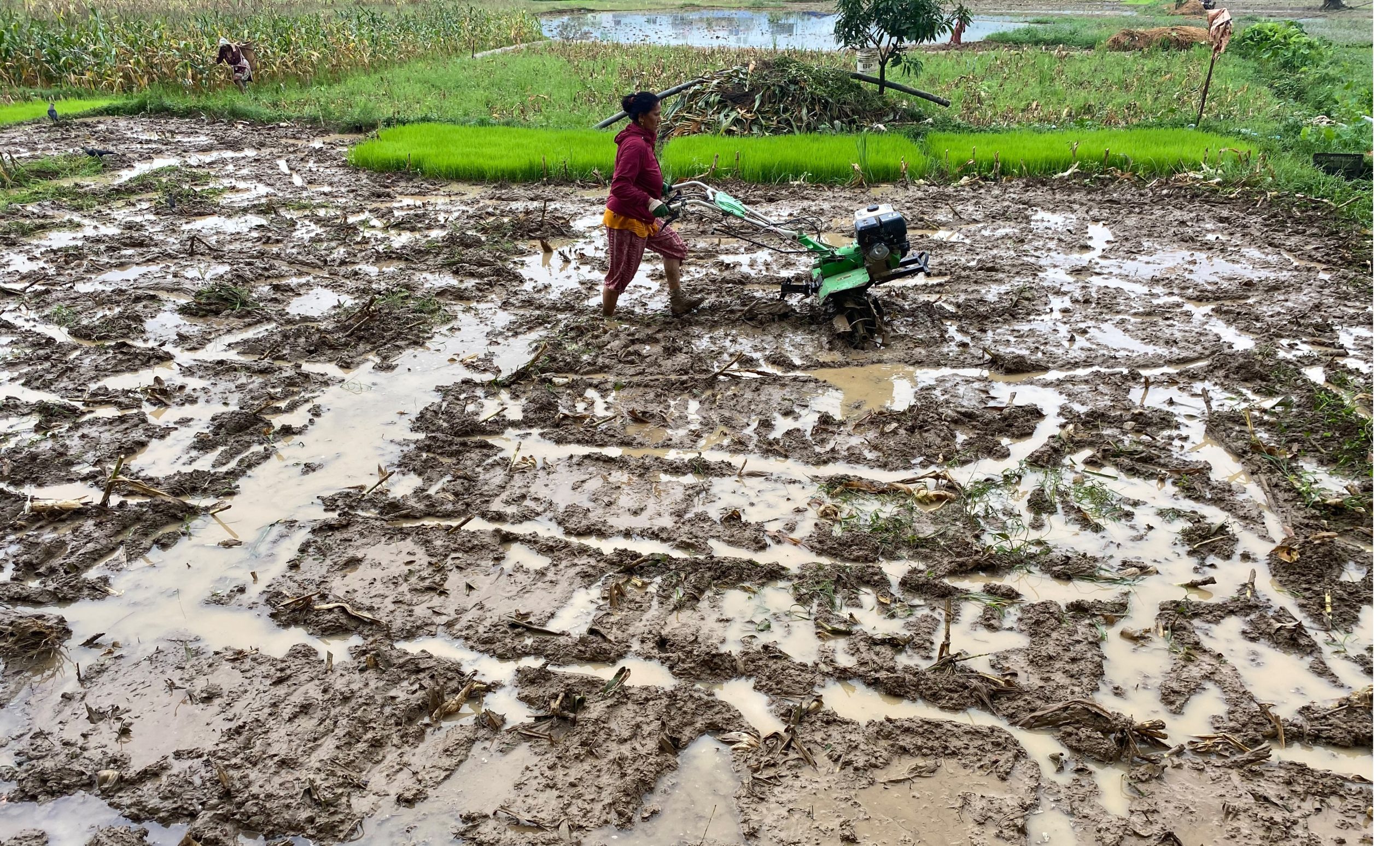 धान दिवसको नारा, ‘जलवायु अनुकूलित कृषकमैत्री प्रविधि, धान उत्पादनमा वृद्धि’