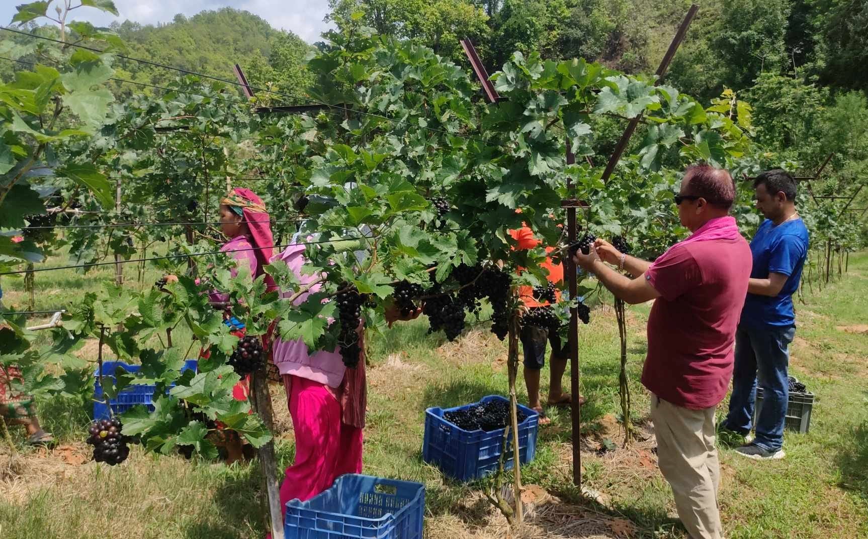 धादिङ र तनहुँमा ४० करोड लगानीमा अङ्गुर खेती