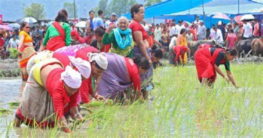 पोखराको पहिचान बन्दै रोपाइँ महोत्सव