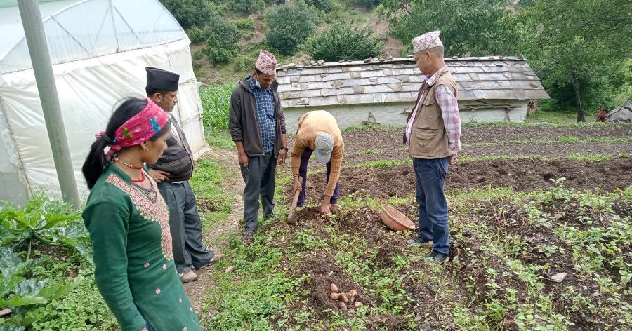 बीउ अभावले आलु उत्पादन कार्यक्रम रोकियो