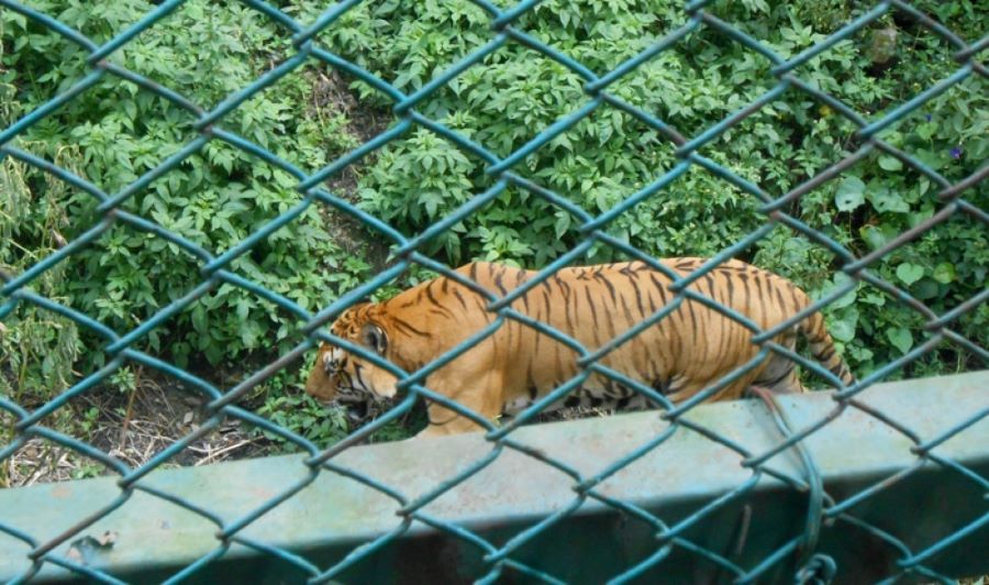 वन्यजन्तु उद्वार केन्द्रसँगै चिडियाखाना बनाइने