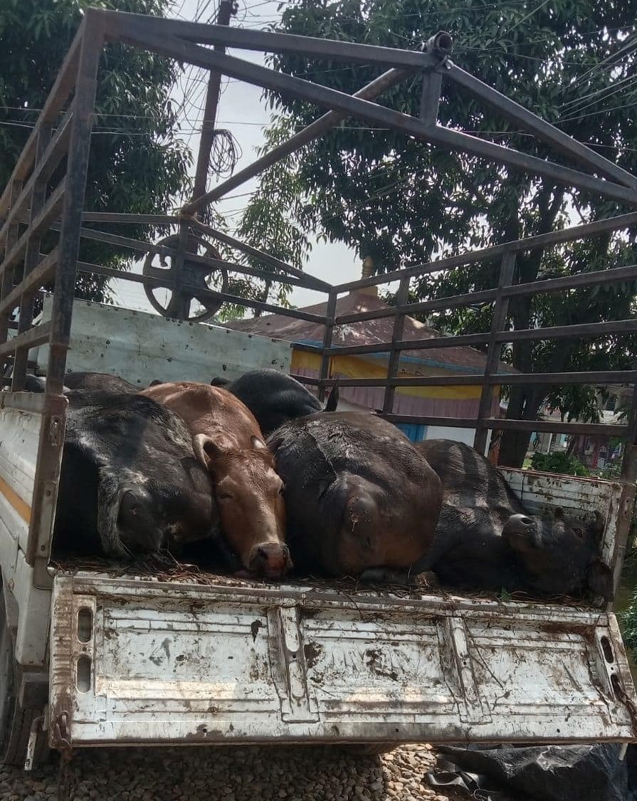 भ्यानमा मरेका ७ गाईसहित दुई व्यक्ति पक्राउ