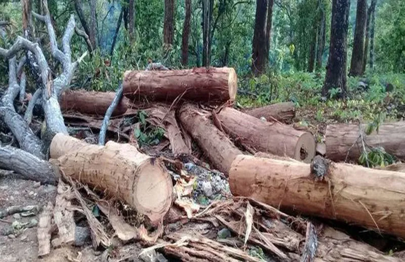 पथलैया–कमला सडकखण्ड चार लेनकाे बनाउँदा ३० हजारभन्दा बढी रूख काटिने