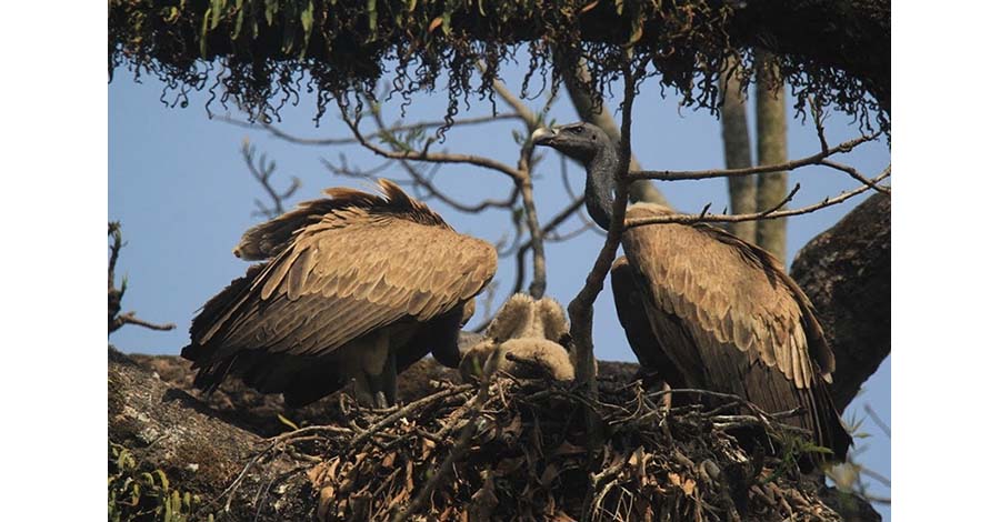 गिद्धका लागि वासस्थानकाे सङ्कट, सङ्ख्या निरन्तर घट्दै