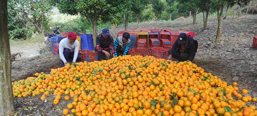 गाउँमा करोडौँको सुन्तला, बजार पुर्याउन गाह्रो