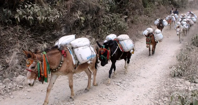 उत्तरी गोरखाको सिर्दीबासमा खच्चडबाट बिक्रीका लागि चामल ढुवानी