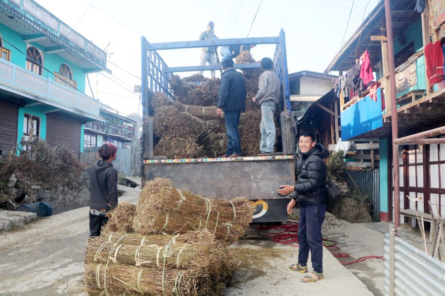 ९० प्रतिशत विदेश निर्यात हुने चिराइतोकाे उत्पादन भने घढ्दो