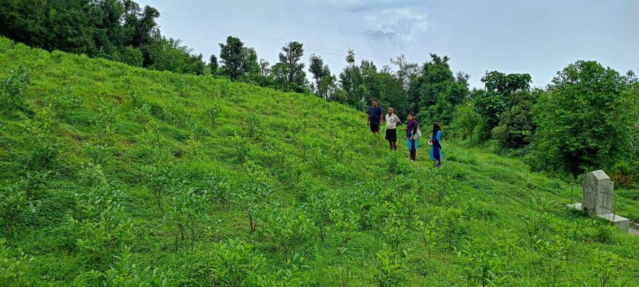 झाडी फाँडेर चियाखेती विस्तार गर्दै काठेखोला गाउँपालिका