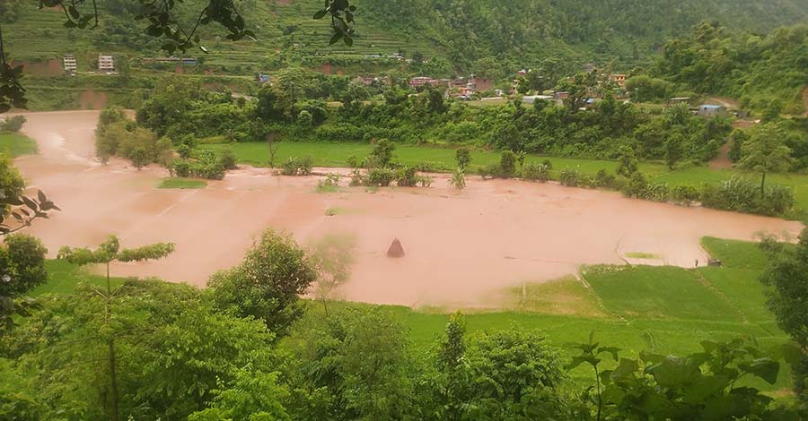 नुवाकोटमा बाढीले सयौँ रोपनी धान खेत बगरमा परिणत