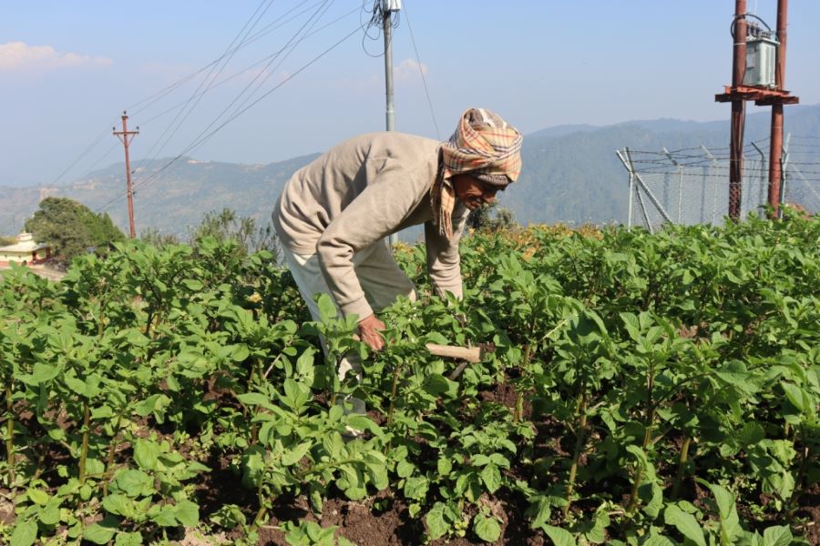 ९० वर्षको उमेरमा कृषि र पशुपालनमा सक्रिय, वार्षिक १० लाख आम्दानी