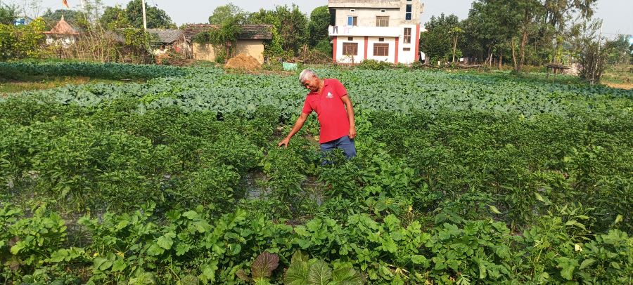 तरकारी खेतीबाट वार्षिक ३ लाख ५० हजारसम्म कमाउँछन् कैलालीका किसान