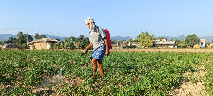 व्यापार छाडेर टमाटर खेती, वार्षिक ५ लाखभन्दा बढी आम्दानी