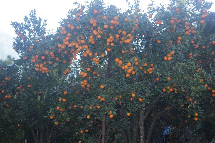 म्याग्दीको दोसल्ले गाउँबाट साढे १ करोड बढीको सुन्तला बिक्री, बगैँचामै आउँछन् व्यवसायी