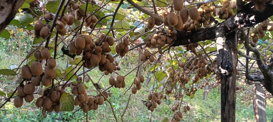 किबी खेतीबाट वार्षिक १० लाख आम्दानी गर्दै डडेल्धुराका मगर