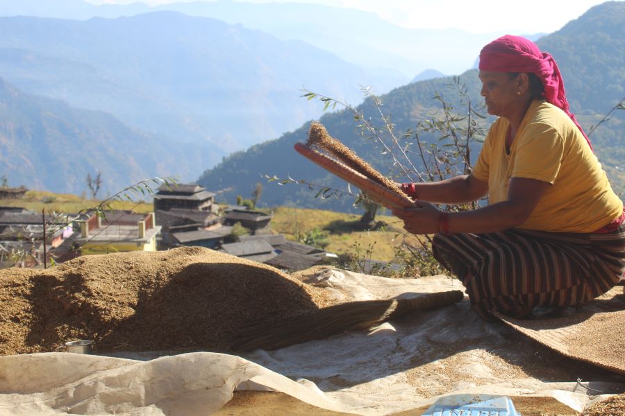 ग्रामीण महिलाको आयआर्जनको माध्यम बन्दै कोदो