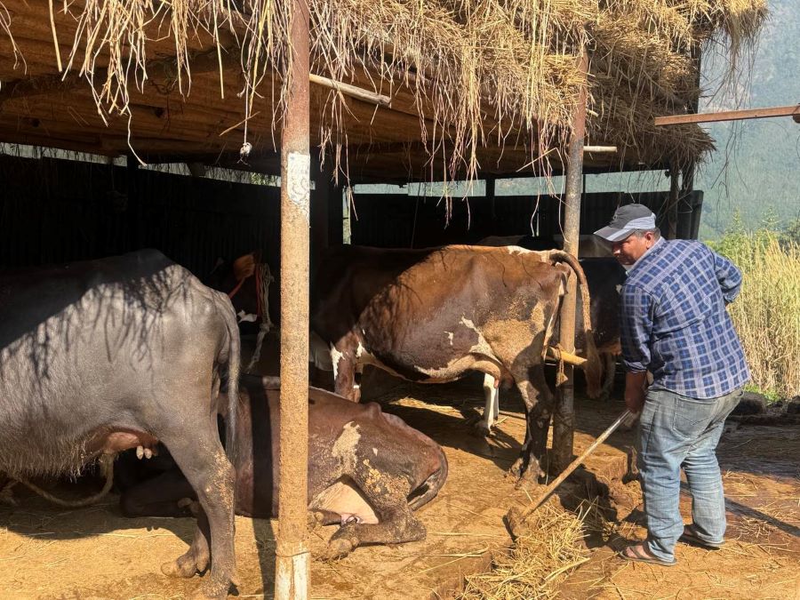 १२ वर्षदेखि गाईभैँसी पालनमा व्यस्त बागलुङका बस्नेत, वार्षिक ३० लाख कमाइ