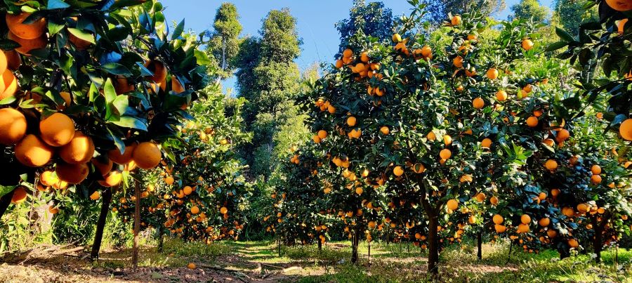 रामेछापमा बढ्याे जुनार उत्पादन , साढे २२ करोड बढीको बिक्री हुने अनुमान