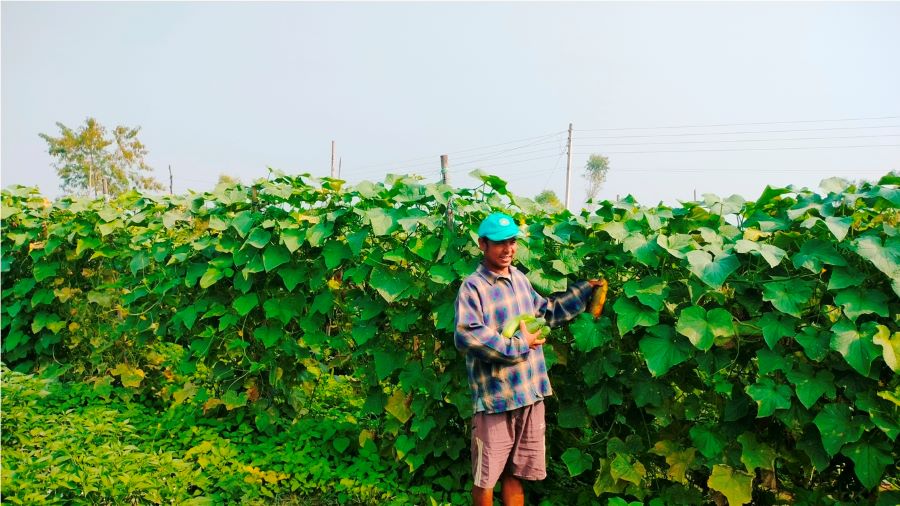 ३ कठ्ठा जग्गामा काँक्राखेती गरेर तीन महिनामै डेढ लाख बढी कमाउँछन् चौधरी