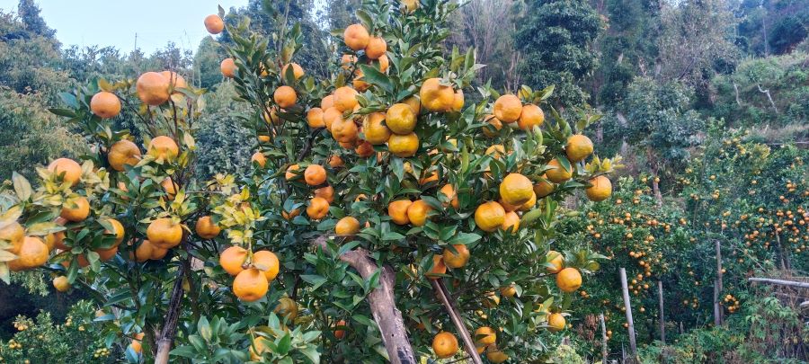 मन्थलीबाट २ करोडको सुन्तला बिक्री गर्ने लक्ष्य भएपनि बजार व्यवस्थापन नहुँदा किसान मारमा