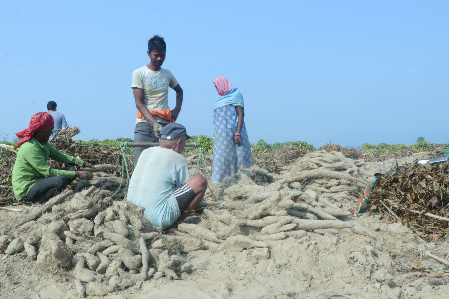 बगरको तरुल सुन जस्तै महंगो, माघेसङ्क्रान्ति नजिकएसँगै बढ्यो मूल्य र माग