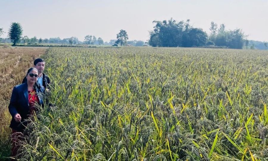 शिवसताक्षीका ४ वडालाई ‘नुनिया धानको पकेट क्षेत्र’ घोषणा