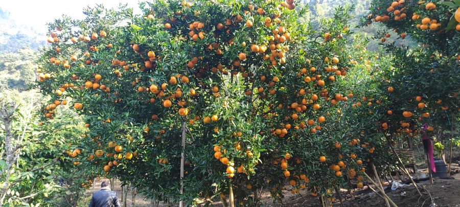 Impact of climate change on orange farming