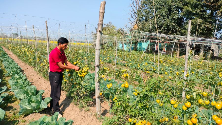 तरकारीखेतीबाट सात लाख आम्दानी गर्दै कञ्चनपुर सिद्धराज सार्की