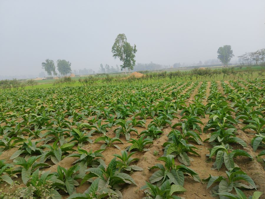 महोत्तरीमा आम्दानीको आकर्षक माध्यम बन्दै सुर्तीखेती