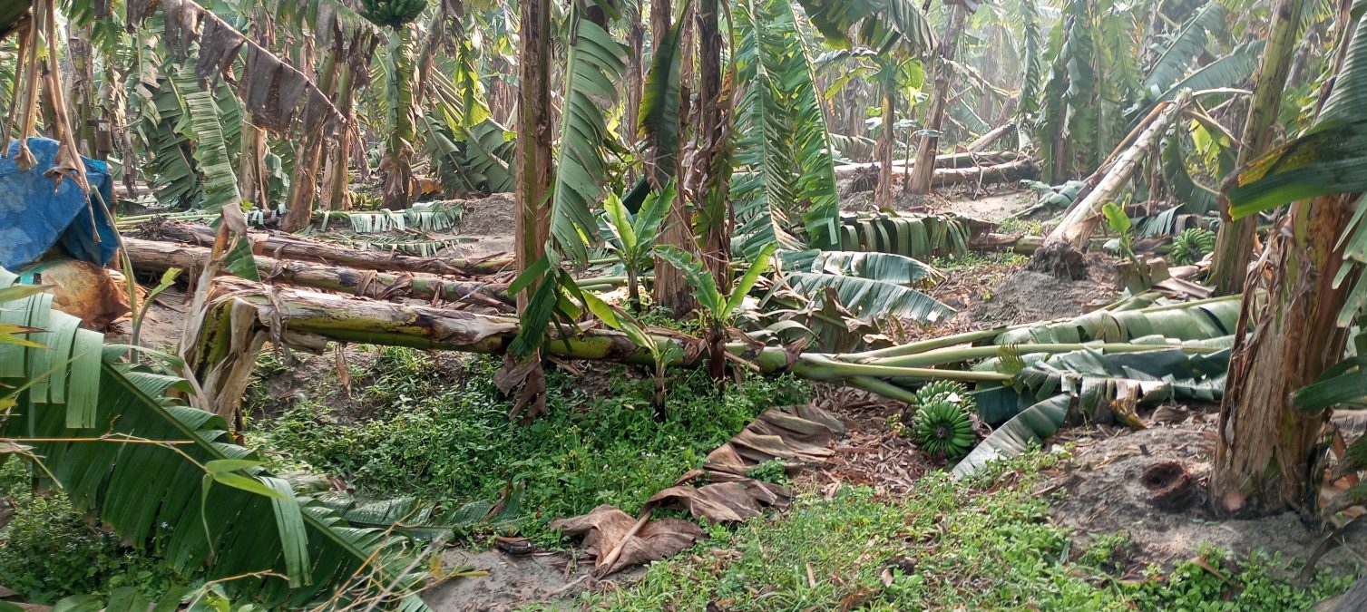 Windstorm damages banana crops worth lakhs, Sunsari farmers disappointed